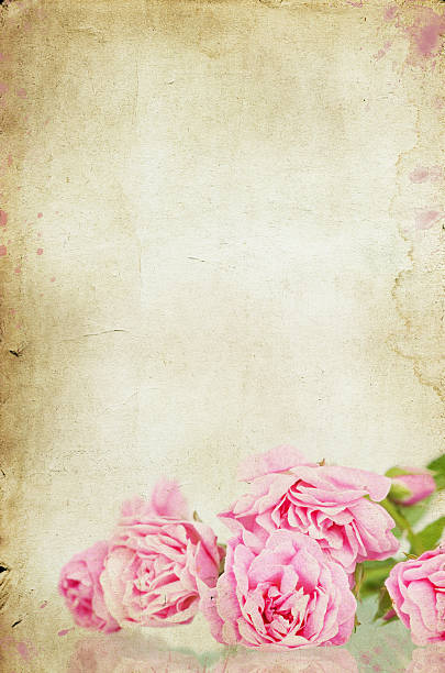 istock Pink roses on vintage paper background 463743487