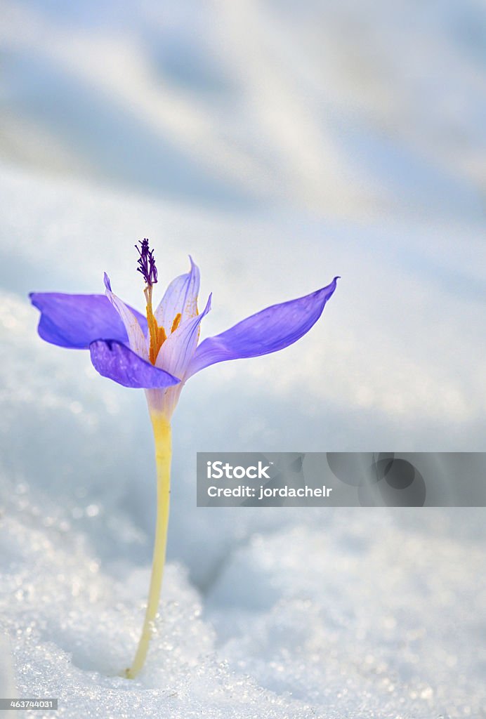 Crocus flower in the snow Crocus flower in the snow in spring time Crocus Stock Photo