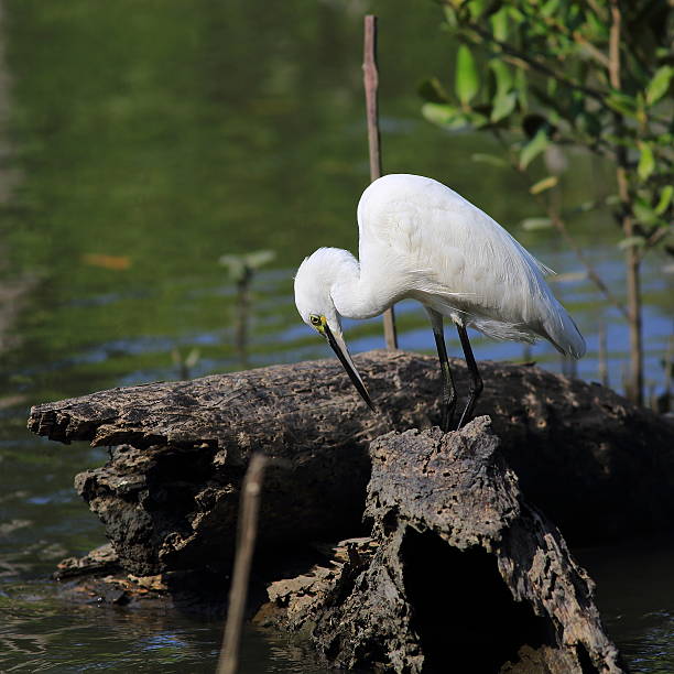 White Great egret White Great egret at the sea kiawah island stock pictures, royalty-free photos & images