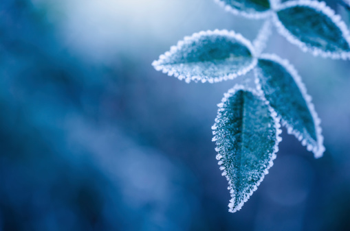 Bluish frosty winter leaves abstract