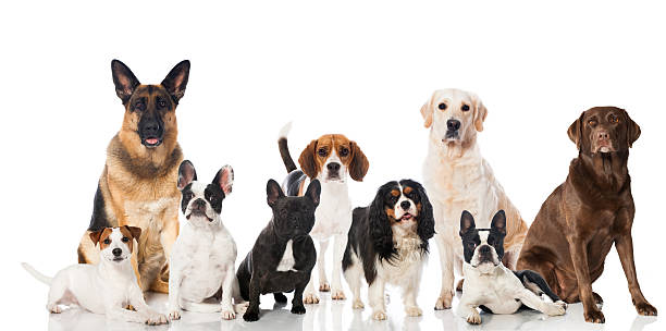 istock Nine different breeds of canine dogs 463750579