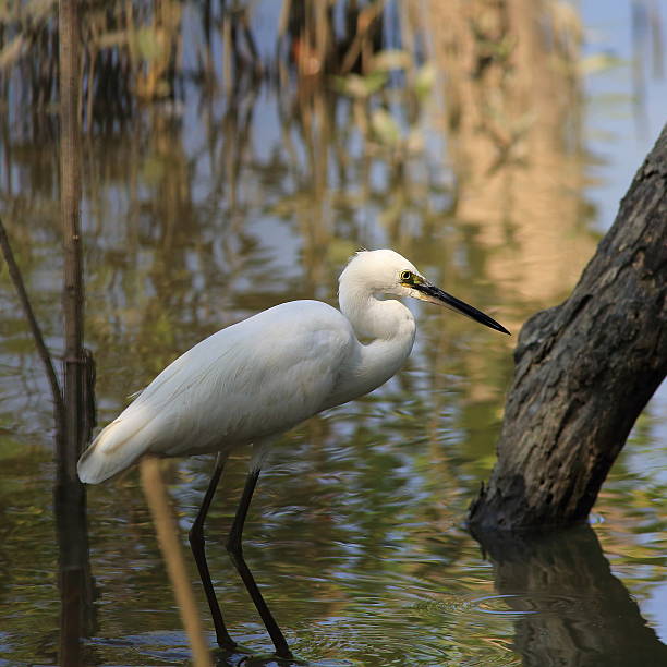 White Great egret White Great egret at the sea kiawah island stock pictures, royalty-free photos & images