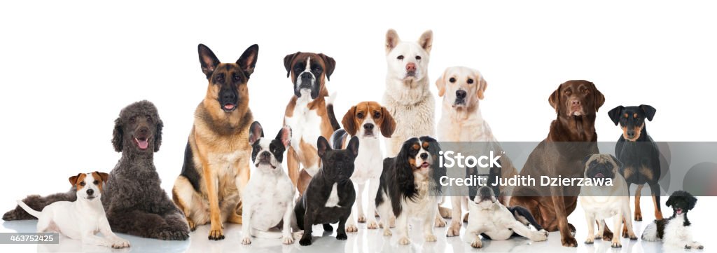 Los perros - Foto de stock de Perro libre de derechos