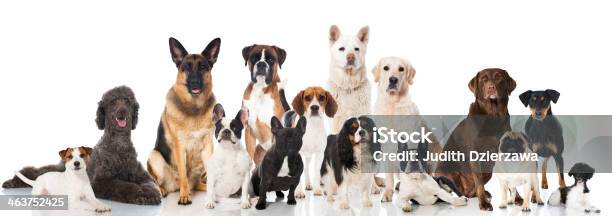 Los Perros Foto de stock y más banco de imágenes de Perro - Perro, Grupo grande de objetos, Perro de pura raza