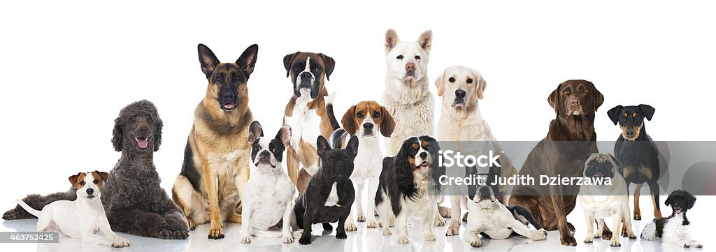 Dogs Group of pedigree dogs isolated on white Dog Stock Photo