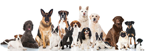 Dogs Group of pedigree dogs isolated on white large group of objects stock pictures, royalty-free photos & images