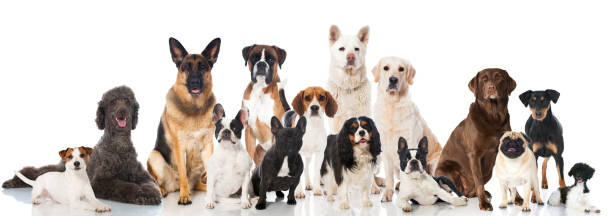 Dogs Group of pedigree dogs isolated on white purebred dog stock pictures, royalty-free photos & images