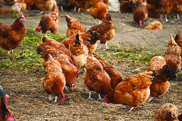 istock Traditional free range poultry farming 463755399