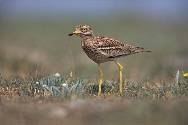 stone brachvogel, burhinus oedicnemus, - stone curlew stock-fotos und bilder