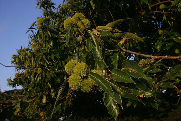 istock Sweet chestnut,  Castanea sativa 463758565