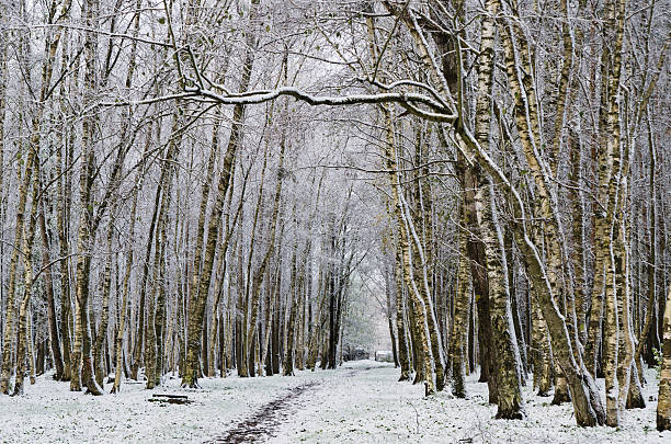 istock Alley in the Park later  autumn. First snow 463763931