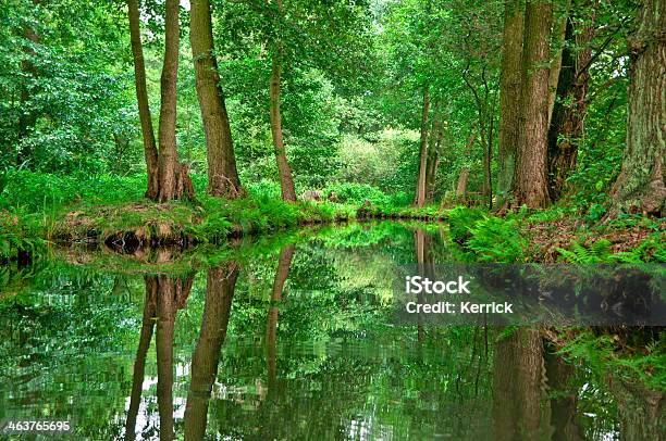 River Landscape With Green Forest In Spreewald Germany Stock Photo - Download Image Now