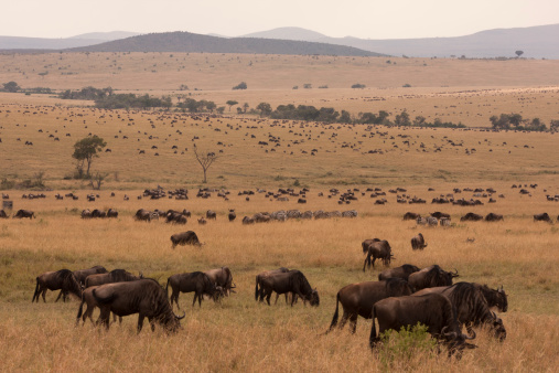 Massive herd of wildebeest in Kenya savannah at Masai Mara National Park