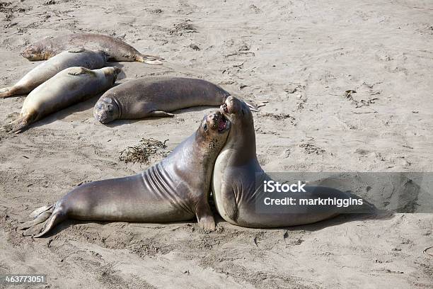 Leãomarinhodacalifórnia - Fotografias de stock e mais imagens de Animal - Animal, Areia, Beira d'Água