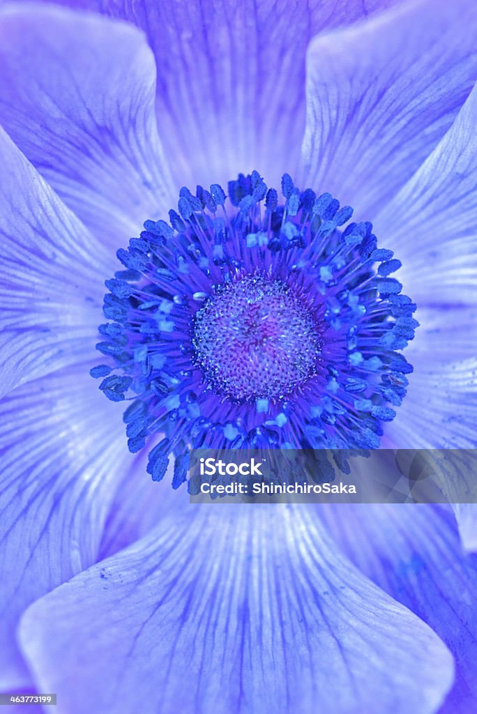 Blue Anemone Blue Anemone close up Anemone Flower Stock Photo