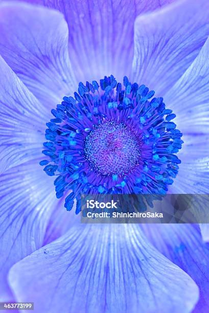 Blue Anemone Stock Photo - Download Image Now - Anemone Flower, Blue, Close-up