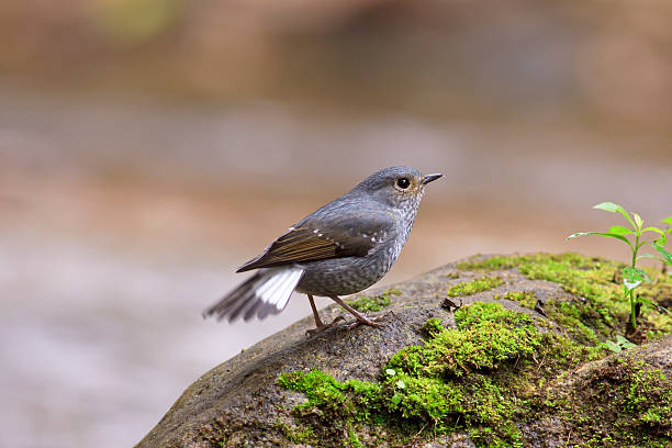 istock plumbeous water redstart , Birds of  Thailand 463773405