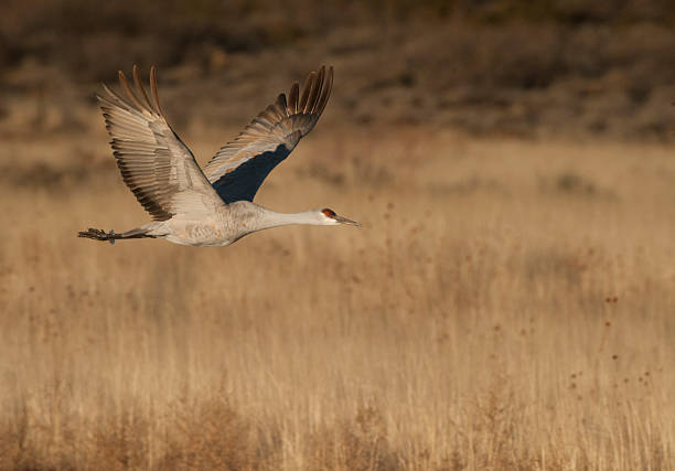 istock Sandhill Crane Flying Over Field 463777531