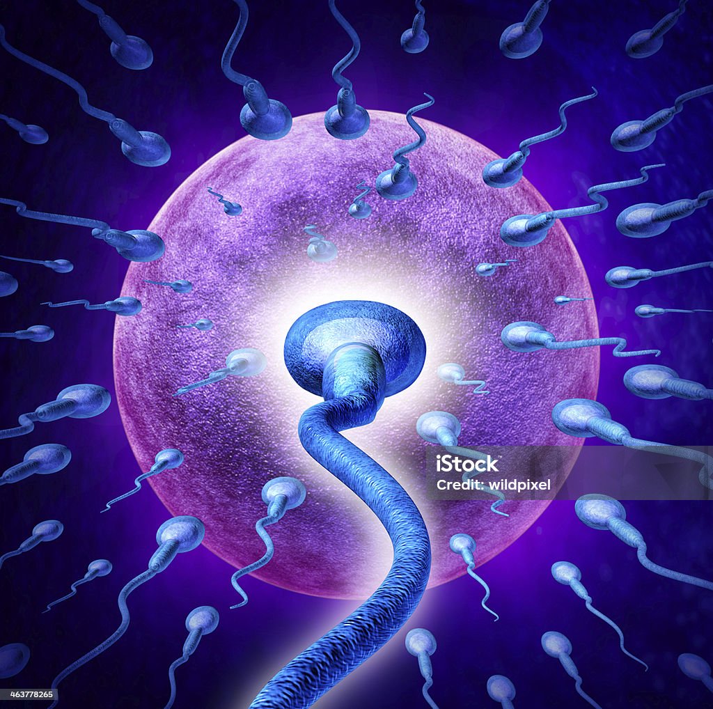 Human fertility Human Fertility concept with an extreme persective close up of microscopic sperm or spermatozoa cells swimming towards a female egg cell to fertilize and create a pregnancy as a medical reproduction symbol. Biological Cell Stock Photo