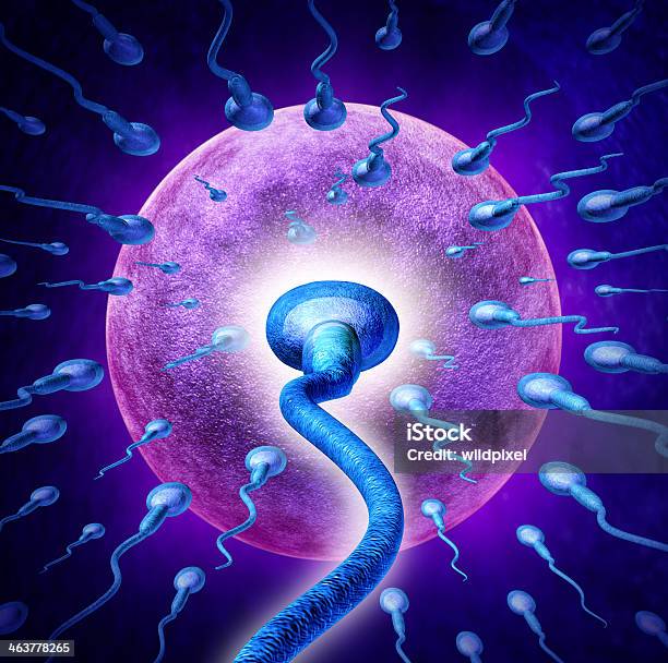 Human Fertility Stock Photo - Download Image Now - Biological Cell, Biology, Biomedical Illustration