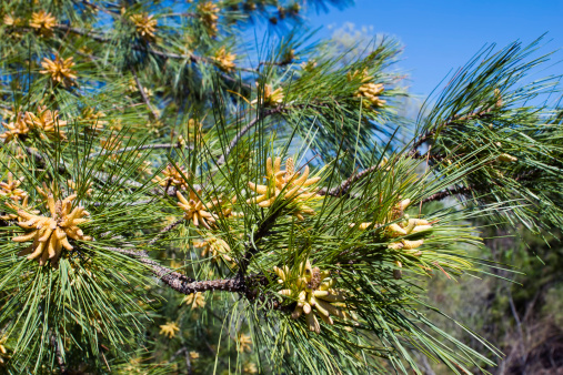 Flowering of loblolly pine (Pinus taeda)