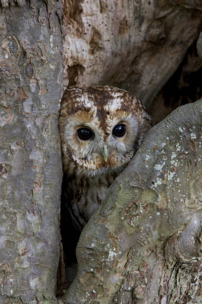istock Tawny owl, Strix aluco 463784579
