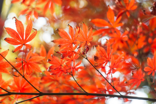 red maple leaves in sunshine