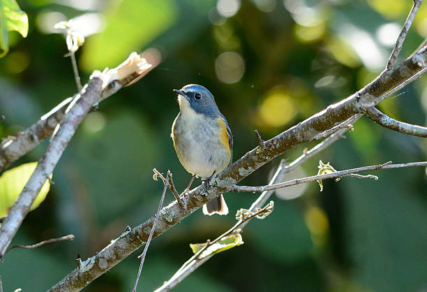 istock male Red-flanked Bluetail (Tarsiger cyanurus) 463785947