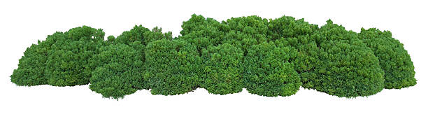 Robust bushes - best curb appeal you can do  Bush trimmed into round shape hedge stock pictures, royalty-free photos & images