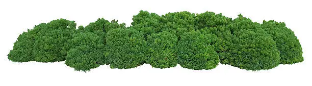 Photo of Robust bushes - best curb appeal you can do 