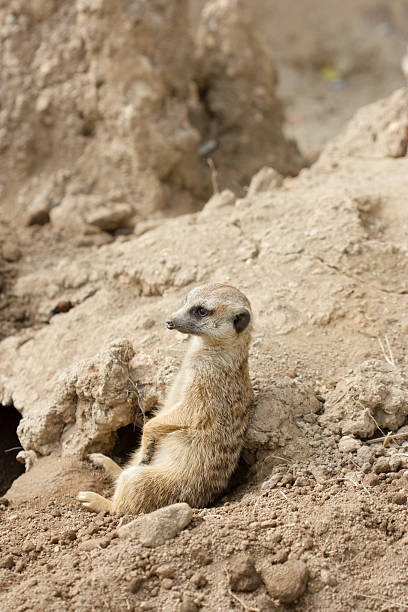 istock Slender-tailed meerkat or suricate, Suricata suricatta 463788785