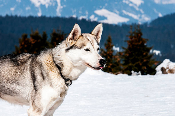istock Siberian Husky in the snow 463792539