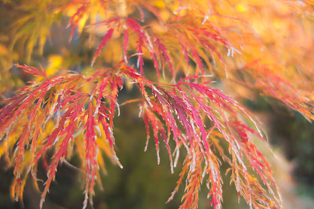 brocade of Autumn. stock photo