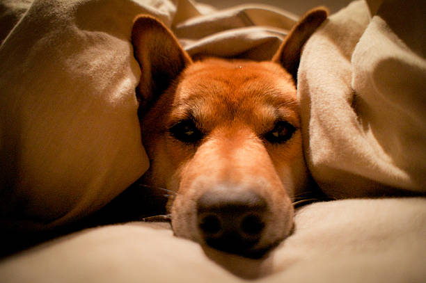 istock Dog in the winter 463794279