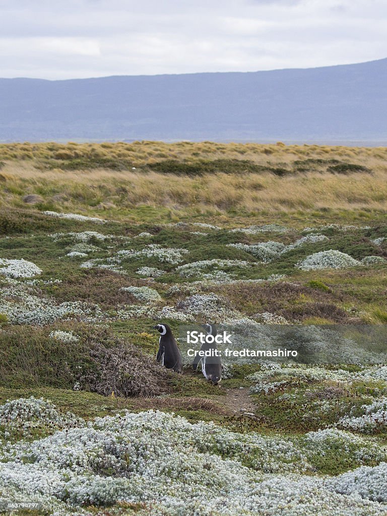 Deux pingouins - Photo de Aventure libre de droits