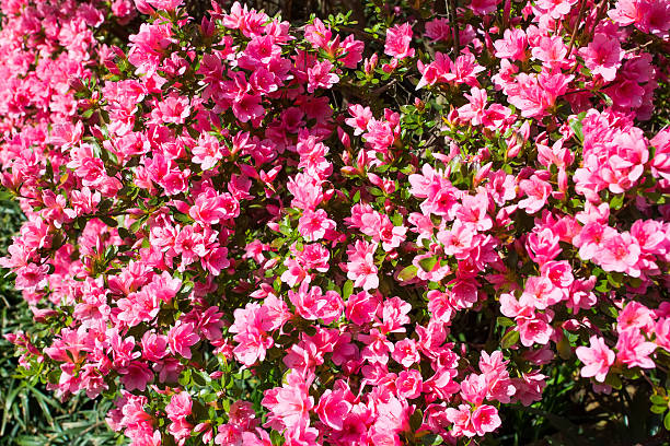 istock Abundant flowering pink azaleas 463796769