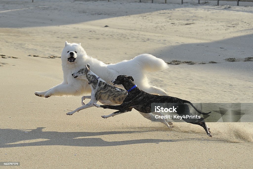 Perros corriendo en la playa - Foto de stock de Aire libre libre de derechos