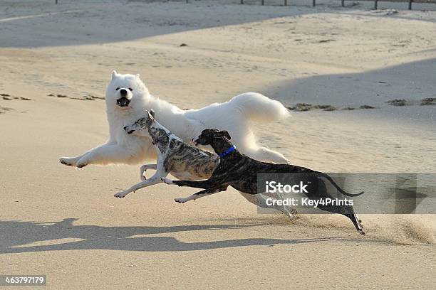 Perros Corriendo En La Playa Foto de stock y más banco de imágenes de Aire libre - Aire libre, Arena, Fotografía - Imágenes