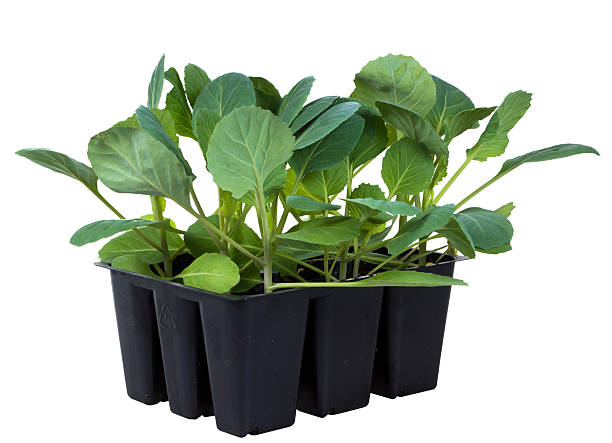 istock Cabbage seedlings in cassettes to 9 cells isolated on white 463799705