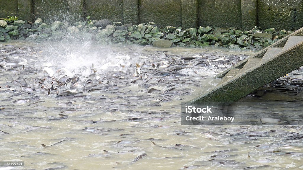 Feeding fish . Feeding fish river front of the temple Thailand. Animal Markings Stock Photo
