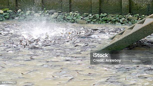 Feeding Fish Stock Photo - Download Image Now - Animal Markings, Animal Scale, Brocade