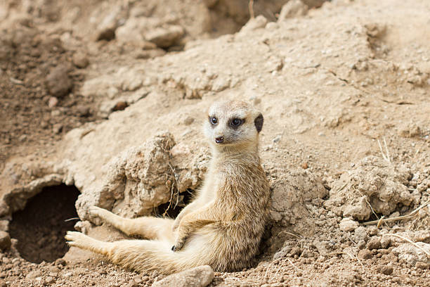 istock Slender-tailed meerkat or suricate, Suricata suricatta 463800155