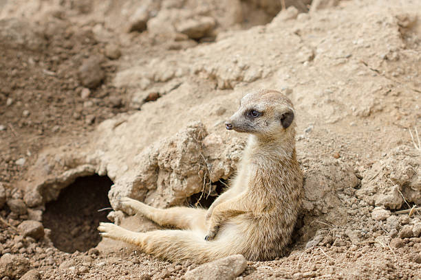 istock Slender-tailed meerkat or suricate, Suricata suricatta 463800313