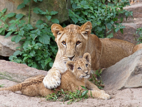 High angle view of lion resting in the wilderness.