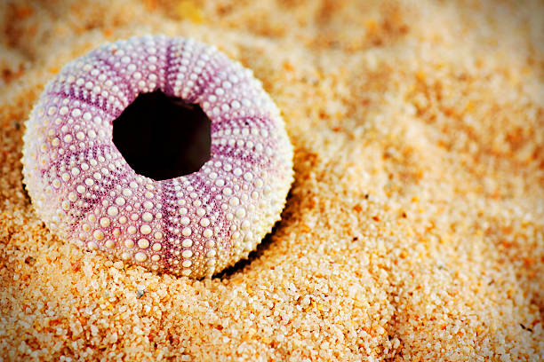 ouriço-do-mar na areia shell - green sea urchin fotos imagens e fotografias de stock