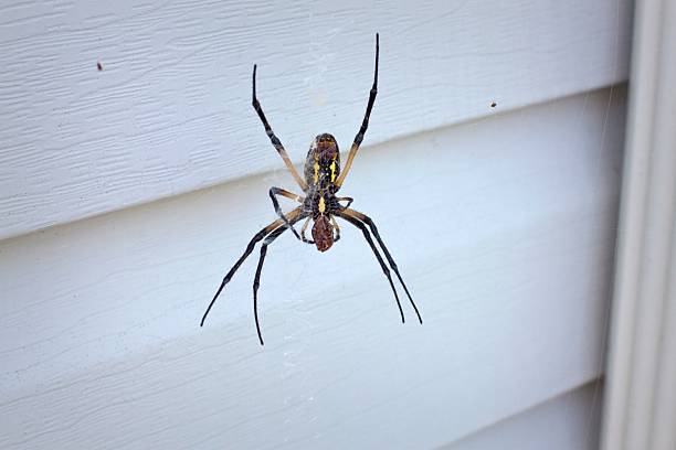 istock CLose-up of large black and yellow spider 463802611
