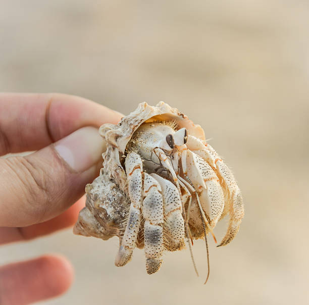 istock Hermit crab in hand on the beach 463805203