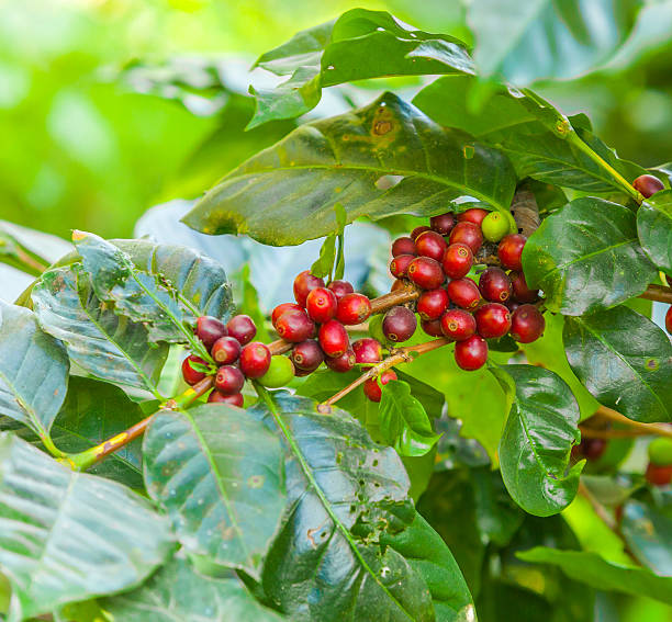istock Coffee beans ripening on tree in North of thailand 463805249