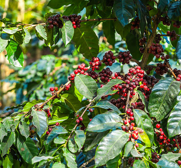istock Coffee beans ripening on tree in North of thailand 463805263