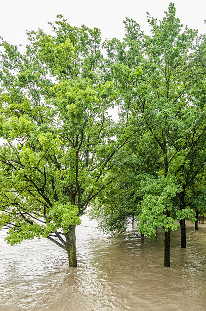 istock Trees in the High water 463805505